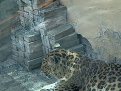 -青藏高原野生动物园