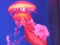 -芜湖新华联大白鲸海洋公园