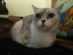 -more than meow吴止猫主题餐厅(承德 中船汇店)