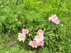 -乌拉盖芍药谷景区