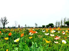 -汉长安城未央宫国家考古遗址公园