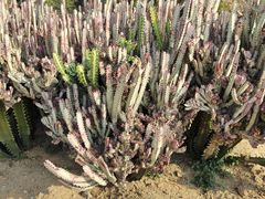 -东莞植物园