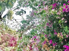 -深圳国际园林花卉博览园