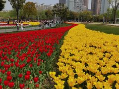 -大宁郁金香公园-停车场