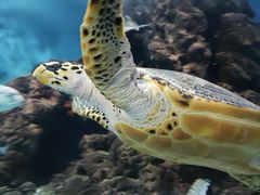 -上海海洋水族馆