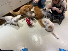 -藏猫猫咖啡主题馆(中央大道店)