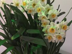 -福照楼汽锅鸡·云南菜(护国路店)