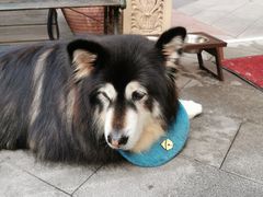 -more than meow吴止猫主题餐厅(承德 中船汇店)