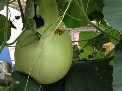 -柳沟豆腐宴义豆堂24号农家院