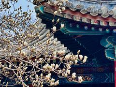 -颐和园