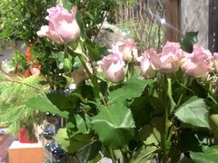 -弗劳尔花艺坊(龙涛店)