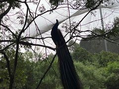 -燕塞湖鸟语林景区