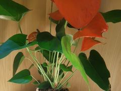 -荷花亭·湖北融合菜(十堰武商MALL店)