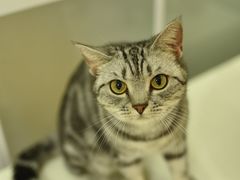 -鼓捣猫呢主题猫咖店