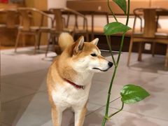 -柴务处·柴犬主题狗咖