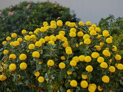 -杭州植物园