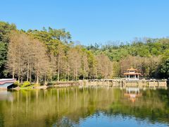 -深圳仙湖植物园