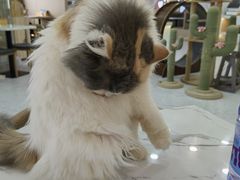 -喵园·猫主题咖啡厅·撸猫·猫咖(国贸店)