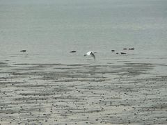 -深圳湾公园(南山区)