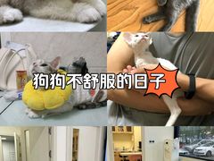 -心语宠物医院·急重症转诊中心·瑞辰华诺(南青路店)