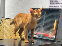 -琪喵猫屋·撸猫猫咖·猫舍