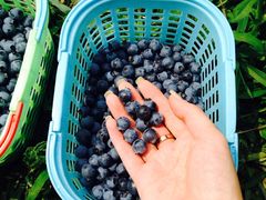 -金谷域澳洲庄园