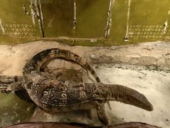 -上海大自然野生昆虫馆(东方明珠·爬宠昆虫探索中心)