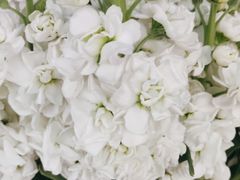 -亭亭鲜花店(中山北路店)