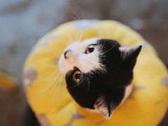 -喵屿·大理花园猫咖