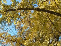 -三里屯东五街银杏大道