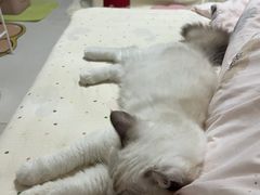 -御宝贝·A梦猫科宠物医院(国际猫友好医院)