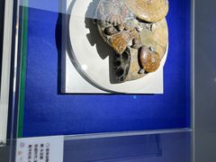 -贝壳王国博物馆