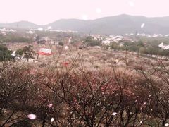 -香雪海