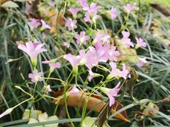 -中国科学院华南植物园