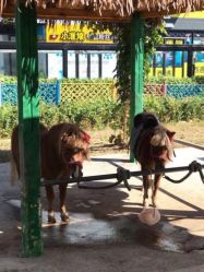 -萌宠亲子动物乐园(槐房万达店)