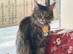 -平行世界·猫咖(首经贸店)
