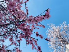-桃花堤公园