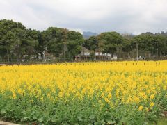 -都江堰中华大熊猫苑