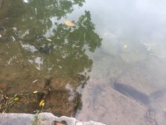 -广悦华阳朔河畔度假酒店(十里画廊遇龙河店)
