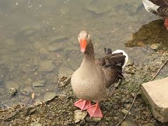 -石家庄市动物园