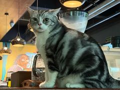 -咖法森林·咖啡  酒吧(天河店)