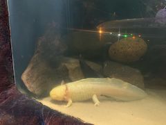 -悉尼海洋生物水族馆