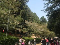 -武汉大学-樱园