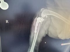 -北京观赏动物医院·24小时大型综合·猫专科·异宠专科