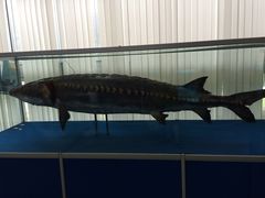 -上海海洋大学鱼文化博物馆(军工路校区)
