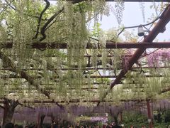 -嘉定紫藤园