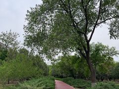 -绿堤公园