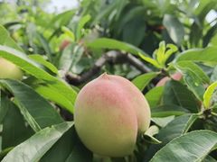 -桃源山庄·水蜜桃采摘·柴火鸡·烧烤团建(龙泉山店)