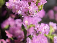 -莲花山公园