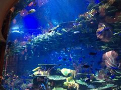 -迪拜帆船酒店海底餐厅